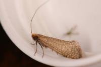 Nematopogon adansoniella