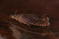 Dichrorampha