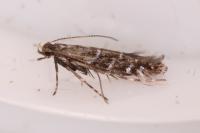 Parectopa ononidis