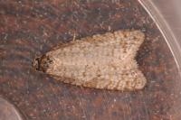 Isotrias stramentana