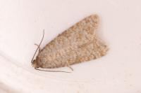 Isotrias stramentana