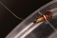 Adela australis