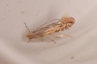 Phyllonorycter