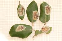 Phyllonorycter belotella
