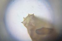 Phyllonorycter belotella
