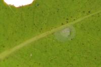 Bucculatrix alaternella