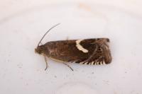 Grapholita lunulana