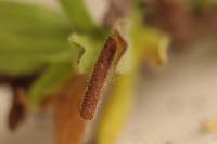 Coleophora conyzae