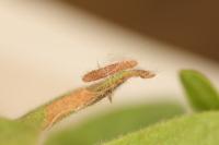 Coleophora conyzae
