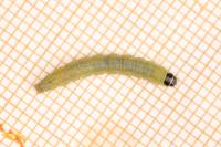 Agonopterix subpropinquella
