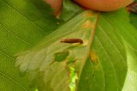 Coleophora
