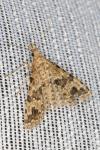 Alucita hexadactyla