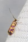Micropterix tunbergella