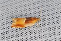 Ancylis mitterbacheriana