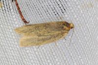 Clepsis unicolorana