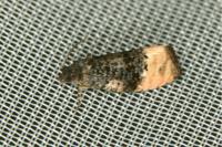 Metendothenia atropunctana