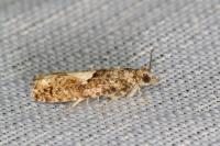 Epinotia immundana
