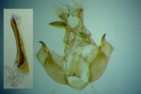 Depressaria chaerophylli