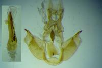 Depressaria chaerophylli