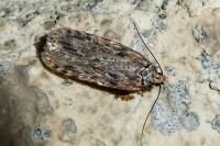 Depressaria chaerophylli
