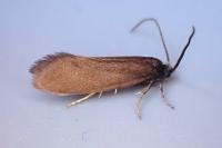 Incurvaria koerneriella