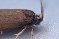Incurvaria koerneriella