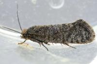 Eriocottis fuscanella