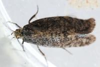 Eriocottis fuscanella