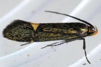 Esperia sulphurella