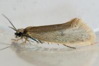 Eriocottis fuscanella