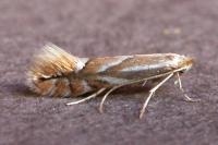 Phyllonorycter esperella