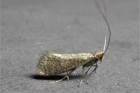 Nematopogon adansoniella