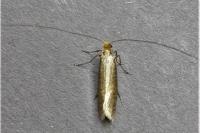Nematopogon adansoniella