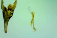 Nematopogon adansoniella