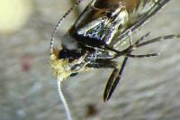Nematopogon adansoniella