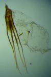 Nematopogon adansoniella