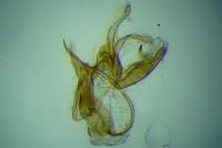 Aproaerema anthyllidella
