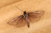 Heterogynis penella