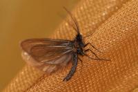 Heterogynis penella