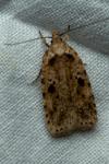 Agonopterix arenella