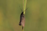Heterogynis penella