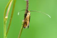 Cauchas rufimitrella