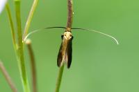 Cauchas rufimitrella