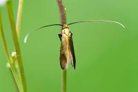 Cauchas rufimitrella