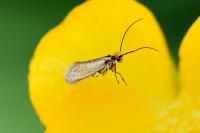 Micropterix calthella