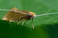 Nematopogon swammerdamella