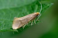 Nematopogon swammerdamella