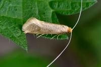 Nematopogon swammerdamella
