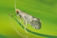 Nematopogon robertella