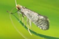 Nematopogon robertella